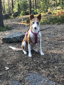 Seniorikoirien kurssi