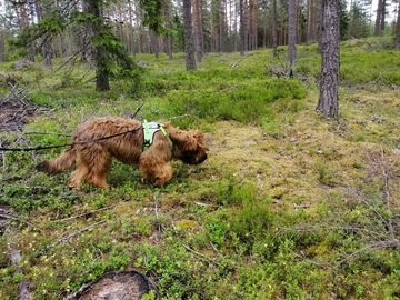 Aktivoiva jäljestys